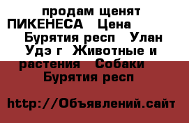 продам щенят ПИКЕНЕСА › Цена ­ 5 000 - Бурятия респ., Улан-Удэ г. Животные и растения » Собаки   . Бурятия респ.